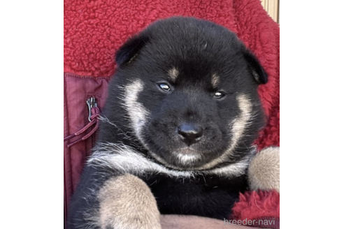 成約済の埼玉県の柴犬-160817の1枚目